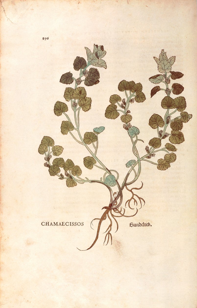 Ground-ivy - Glechoma hederacea (Chamaecissos) av Leonhart Fuchs fra De historia stirpium commentarii insignes (Bemerkelsesverdige kommentarer om plantens historie), farget gravering av Leonhard Fuchs
