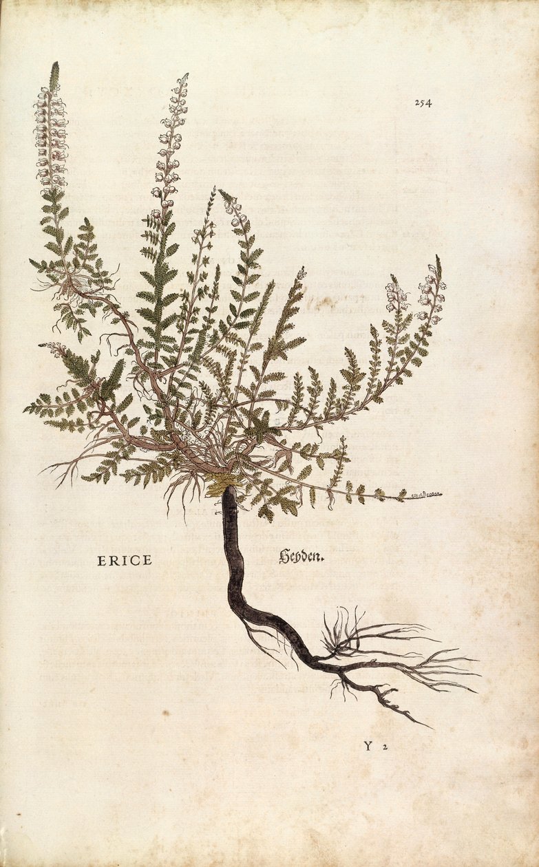 Heather - Calluna vulgaris (Erice) av Leonhart Fuchs fra De historia stirpium commentarii insignes (Bemerkelsesverdige kommentarer om plantens historie), farget gravering av Leonhard Fuchs