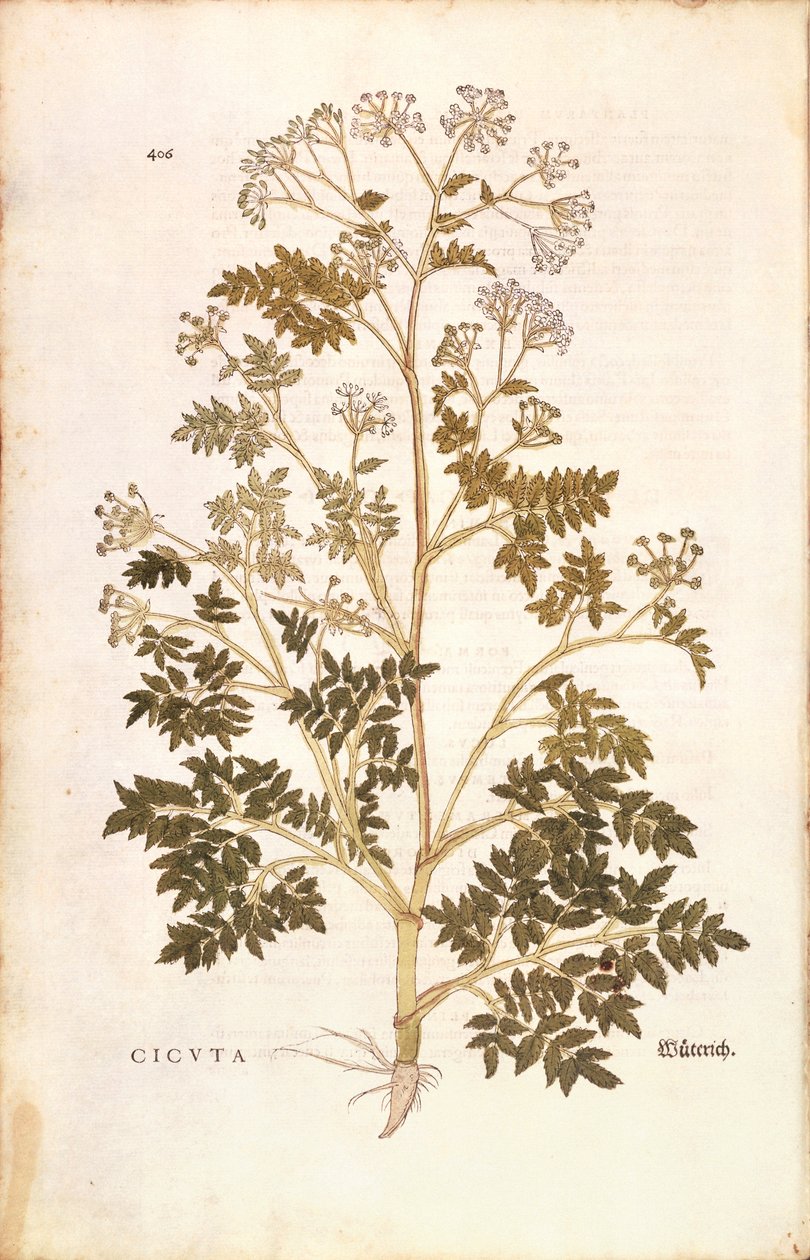 Hemlock - Conium maculatum (Cicuta) av Leonhart Fuchs fra De historia stirpium commentarii insignes (Bemerkelsesverdige kommentarer om plantens historie), farget gravering av Leonhard Fuchs