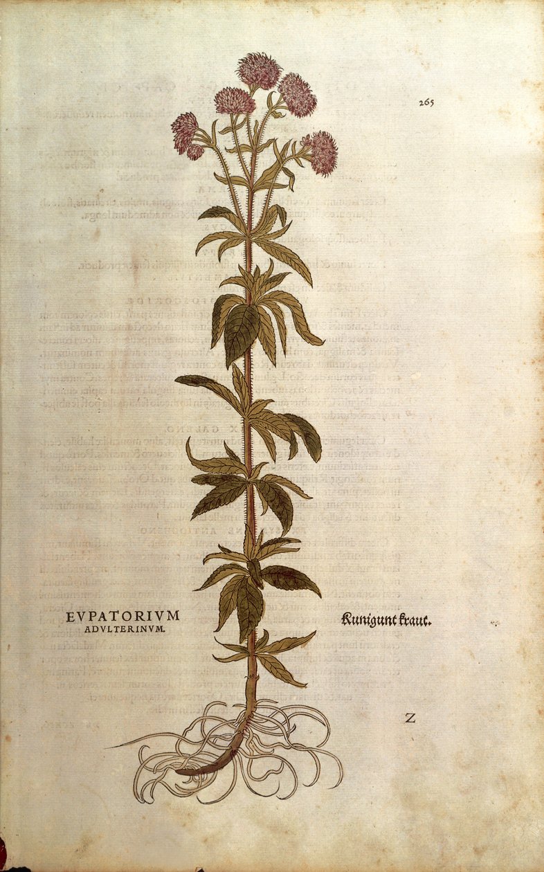 Hemp-agrimony - Eupatorium cannabinum (Eupatorium adulterinum) av Leonhart Fuchs fra De historia stirpium commentarii insignes (Bemerkelsesverdige kommentarer om plantens historie), farget gravering av Leonhard Fuchs