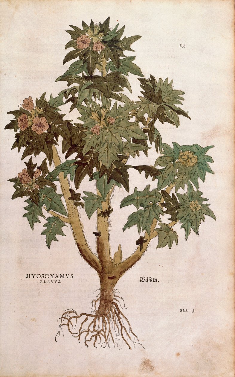 Henbane - Hyoscyamus niger (Hyoscyamus flavus) av Leonhart Fuchs fra De historia stirpium commentarii insignes (Bemerkelsesverdige kommentarer om plantens historie) fargegravering av Leonhard Fuchs