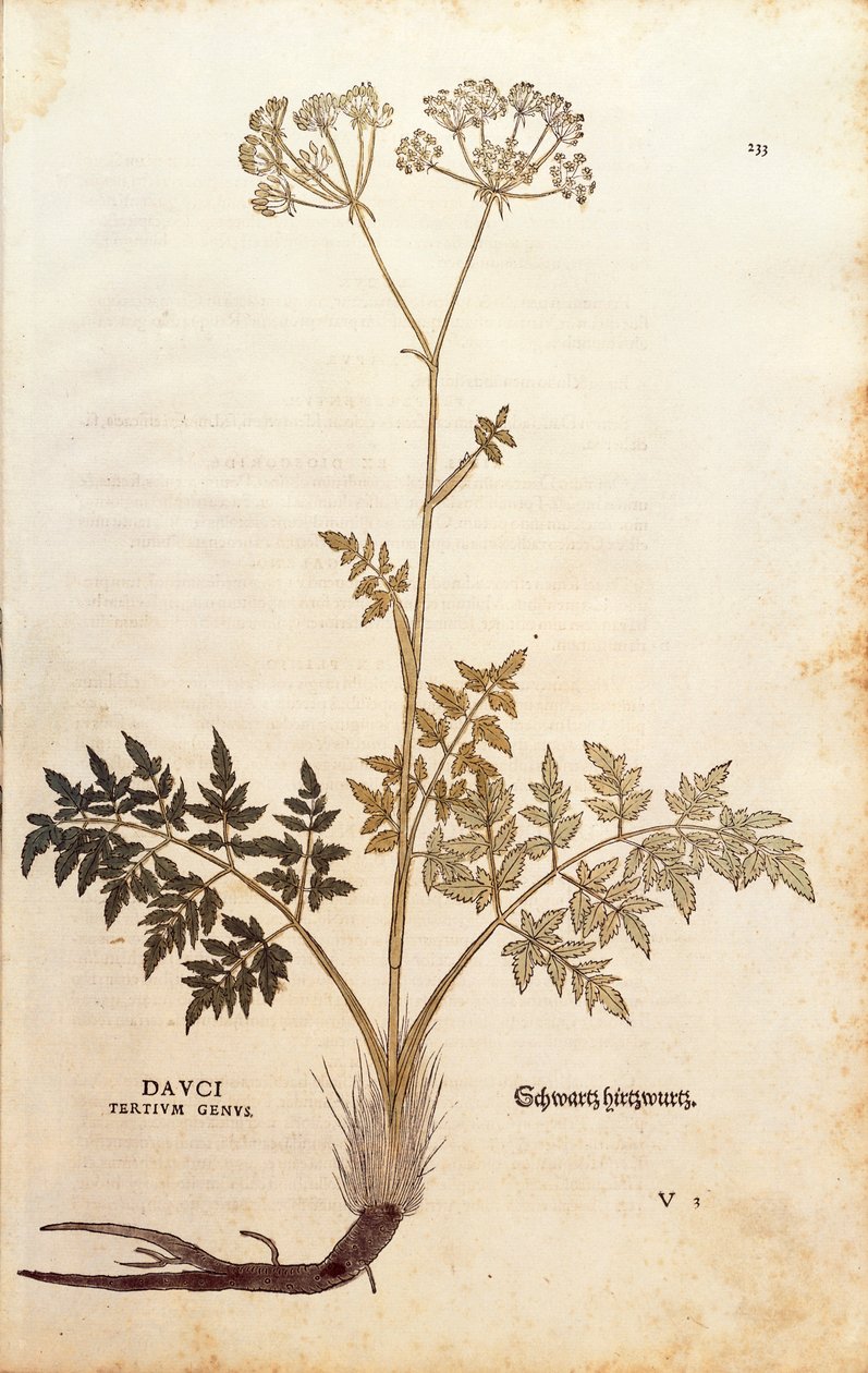 Hog's fennikel - Peucedanum cervaria (Dauci tertium genus) av Leonhart Fuchs fra De historia stirpium commentarii insignes (Bemerkelsesverdige kommentarer om plantens historie) farget gravering av Leonhard Fuchs