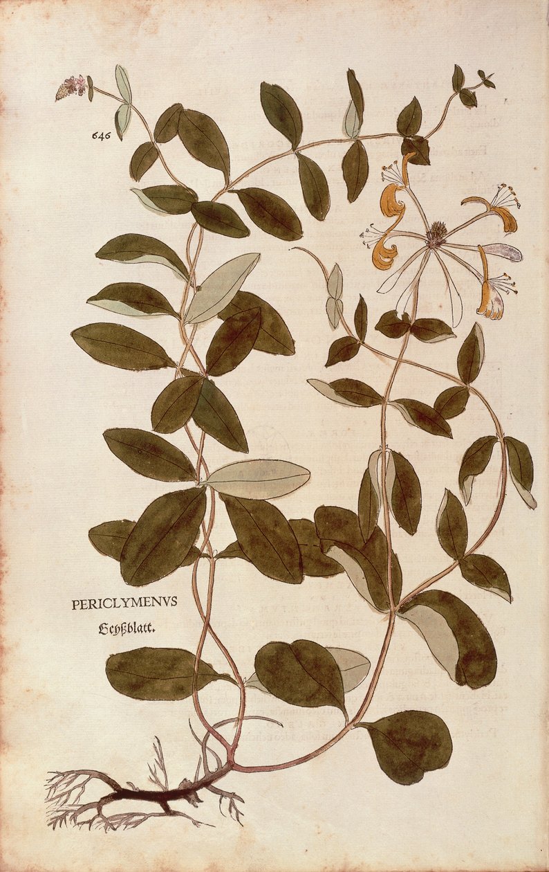 Honeysuckle (Lonicera periclymenum) av Leonhart Fuchs fra De historia stirpium commentarii insignes (Bemerkelsesverdige kommentarer om plantens historie), farget gravering av Leonhard Fuchs
