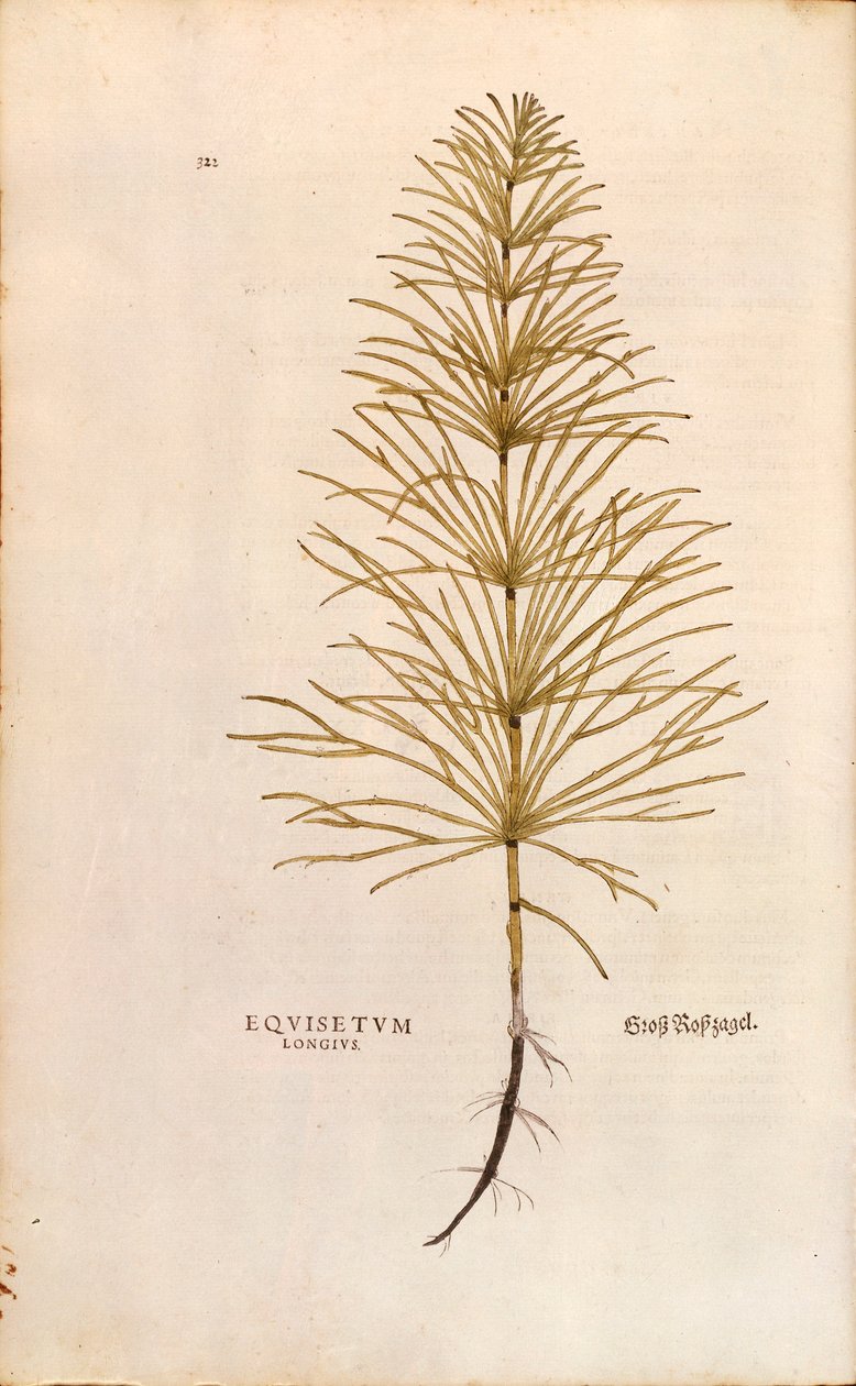 Kjerringrokk - Equisetum arvense (Equisetum arvense) av Leonhart Fuchs fra The History of Plants (Bemerkelsesverdige kommentarer til plantens historie), farget gravering av Leonhard Fuchs