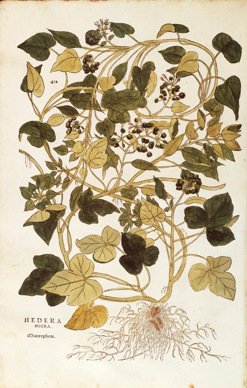 Eføy (Hedera helix nigra aurea) av Leonhart Fuchs fra De historia stirpium commentarii insignes (Bemerkelsesverdige kommentarer om plantens historie), farget gravering av Leonhard Fuchs