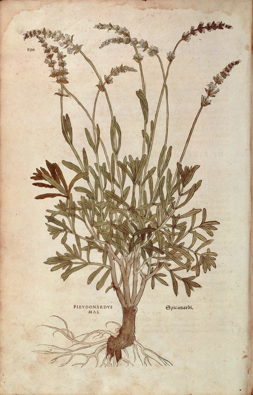 Lavendel - Lavandula spica (Pseudonardus mas) av Leonhart Fuchs fra De historia stirpium commentarii insignes (Bemerkelsesverdige kommentarer om plantens historie), farget gravering av Leonhard Fuchs