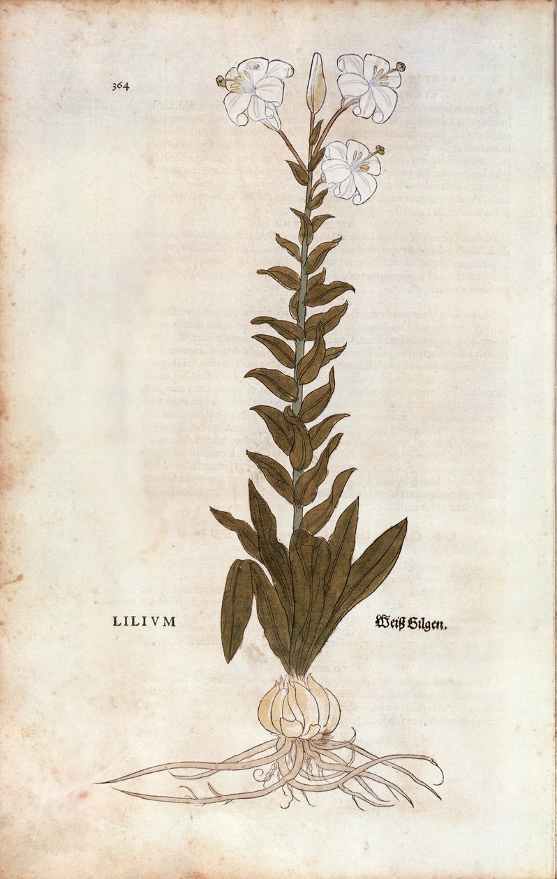 Lily (Lilium) av Leonhart Fuchs fra De historia stirpium commentarii insignes (Bemerkelsesverdige kommentarer om plantens historie), farget gravering av Leonhard Fuchs