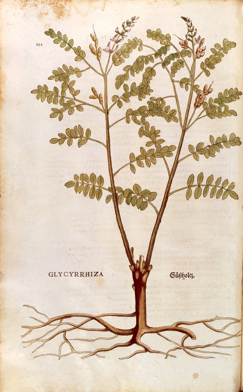 Lakris eller lakris (Glycyrrhiza glabra) av Leonhart Fuchs fra De historia stirpium commentarii insignes (Bemerkelsesverdige kommentarer om plantens historie) farget gravering av Leonhard Fuchs