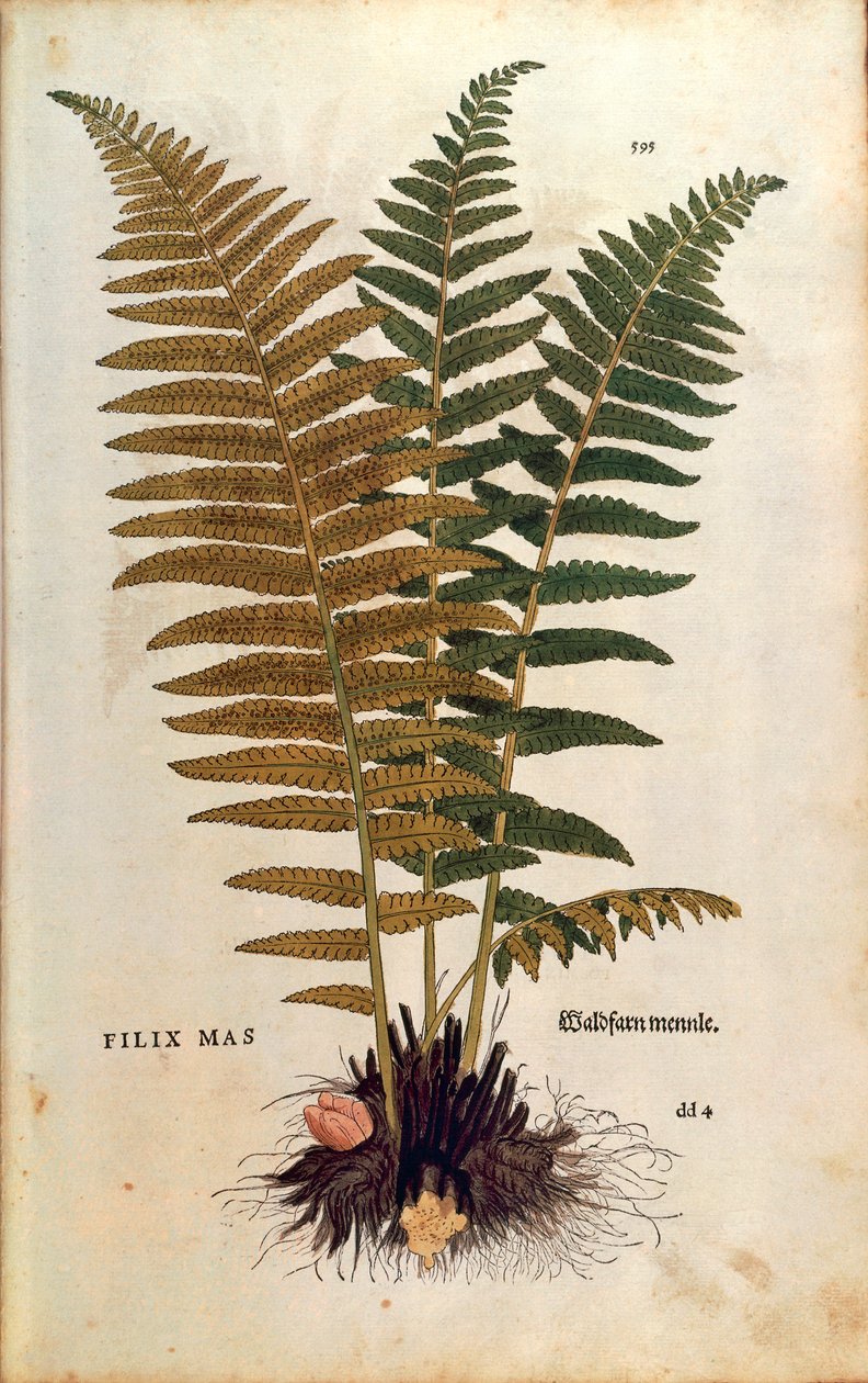 Hannbregne (Dryopteris filix-mas) av Leonhart Fuchs fra De historia stirpium commentarii insignes (Bemerkelsesverdige kommentarer om plantens historie) farget gravering av Leonhard Fuchs