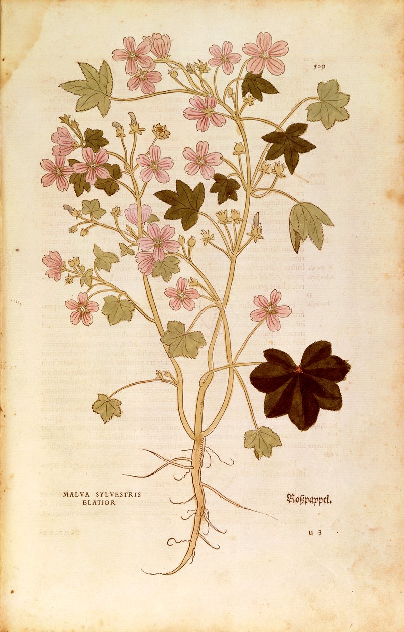 Mallow (Malva sylvestris elatior) av Leonhart Fuchs fra De historia stirpium commentarii insignes (Bemerkelsesverdige kommentarer om plantens historie), farget gravering av Leonhard Fuchs