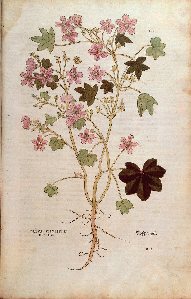 Mallow (Malva sylvestris elatior) av Leonhart Fuchs fra De historia stirpium commentarii insignes (Bemerkelsesverdige kommentarer om plantens historie), farget gravering av Leonhard Fuchs