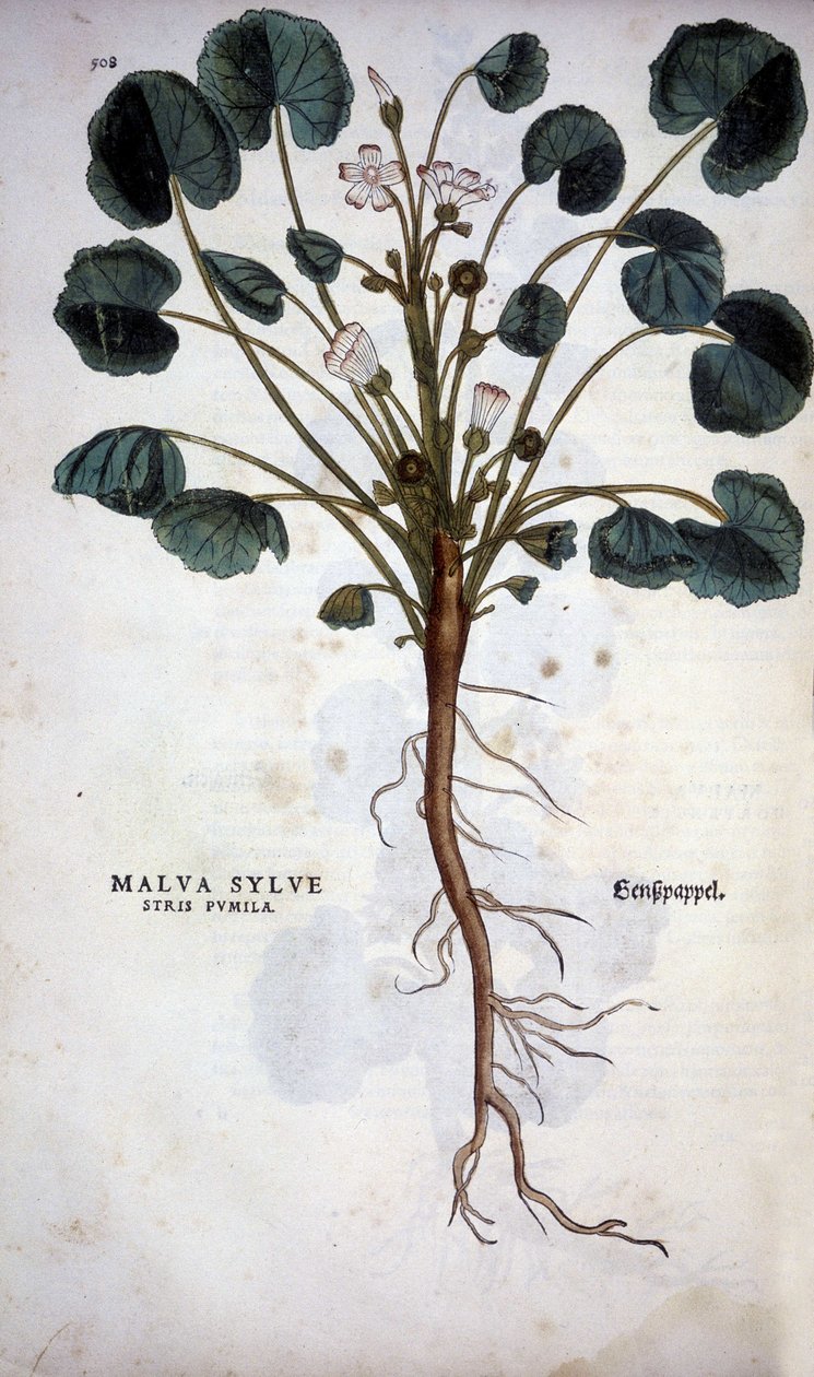 Malva Sylvestre (Great Purple) - i ""De Historia Stirpium insignia"" av Leonhart Fuchs av Leonhard Fuchs