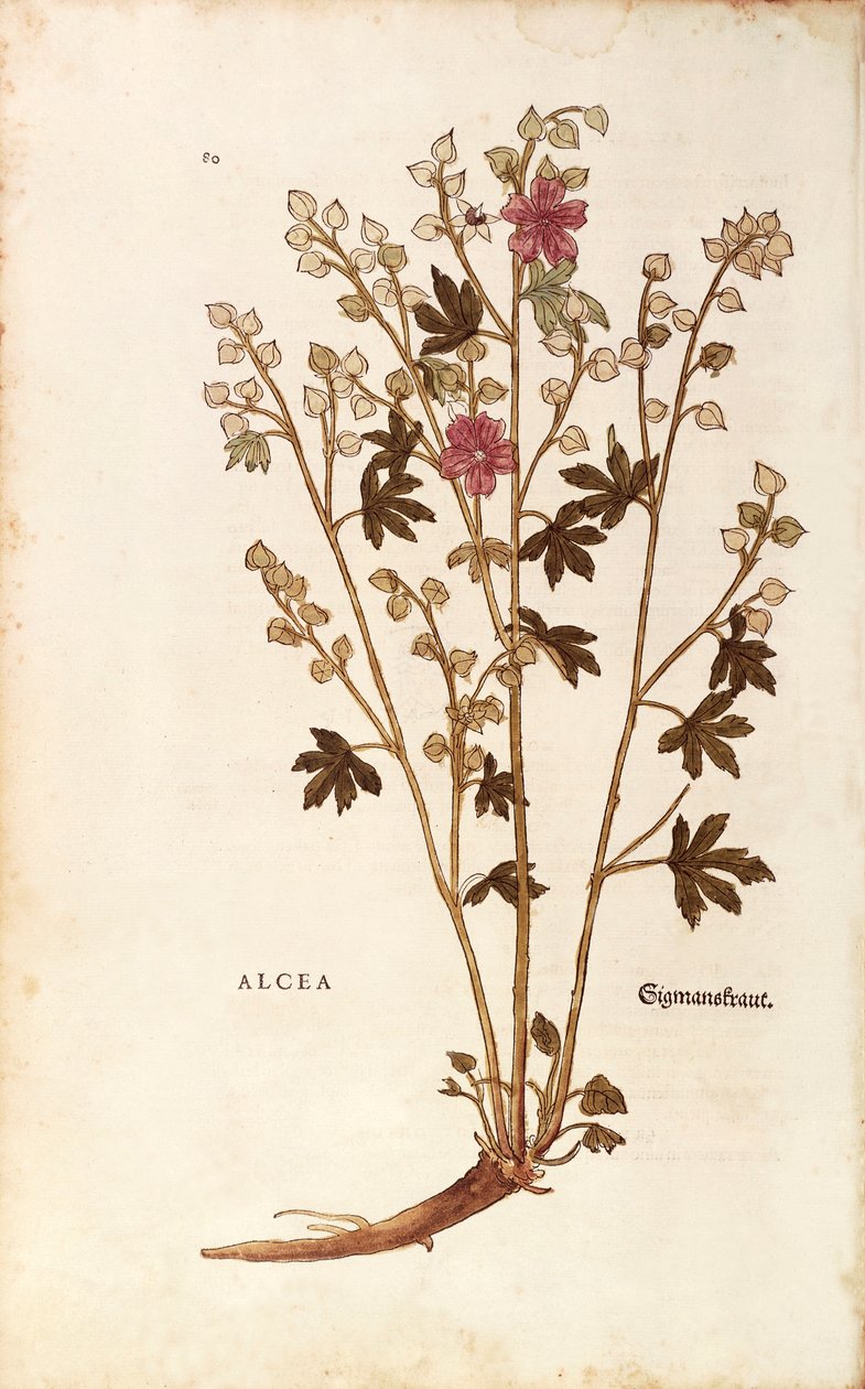 Marshmallow - Althaea av Leonhart Fuchs fra De historia stirpium commentarii insignes (Bemerkelsesverdige kommentarer om plantens historie) farget gravering av Leonhard Fuchs