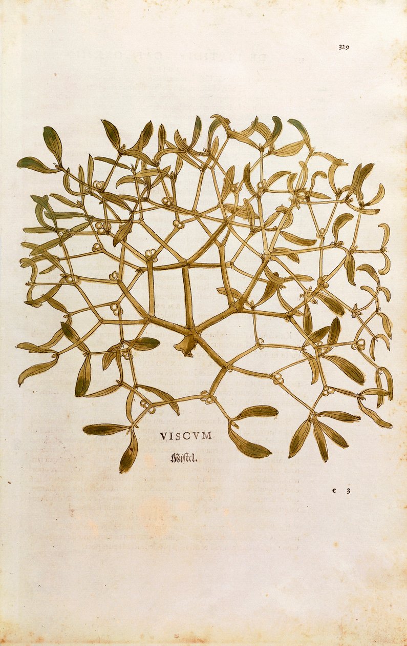 Misteltein (Viscum-album) av Leonhart Fuchs fra De historia stirpium commentarii insignes (Bemerkelsesverdige kommentarer om plantens historie) farget gravering av Leonhard Fuchs