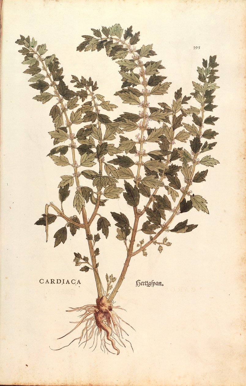 Motherwort (Leonurus cardiaca) av Leonhart Fuchs fra De historia stirpium commentarii insignes (Bemerkelsesverdige kommentarer om plantens historie) farget gravering av Leonhard Fuchs