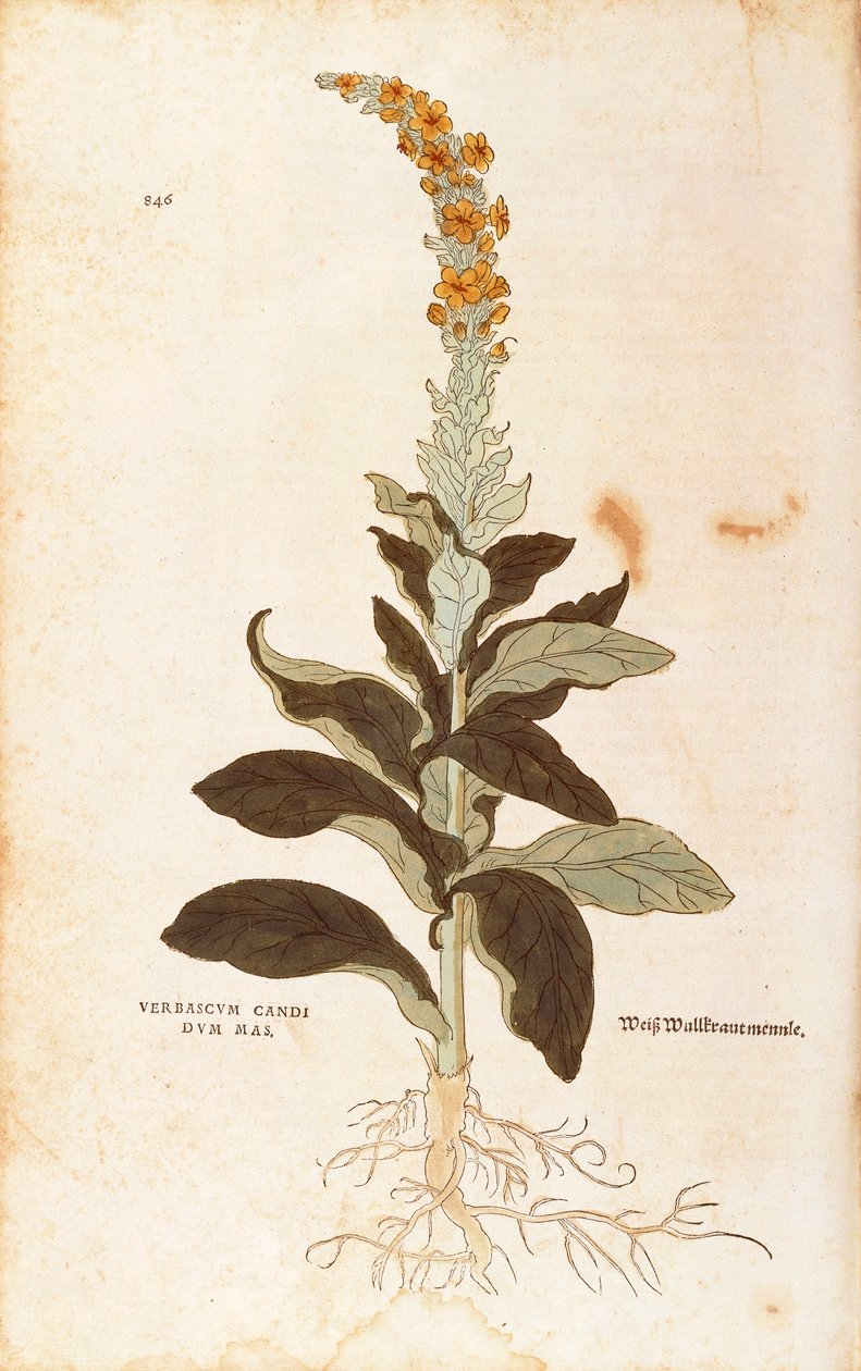 Mullein - Verbascum Thapsus (Verbasco candidum mas) av Leonhart Fuchs fra De historia stirpium commentarii insignes (Bemerkelsesverdige kommentarer om plantens historie), farget gravering av Leonhard Fuchs