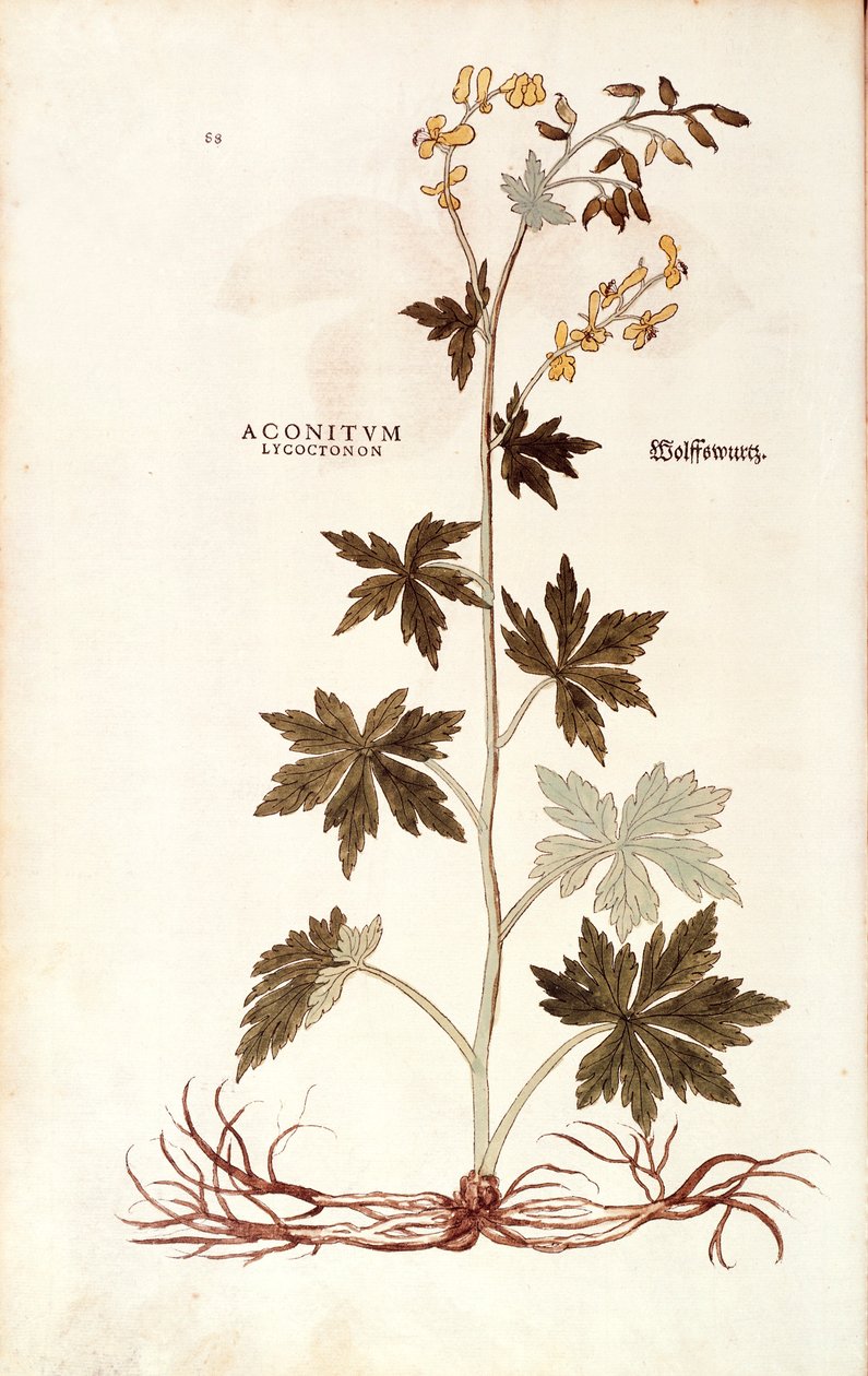 Northern Wolfsbane (Aconitum lycoctonum) av Leonhart Fuchs fra De historia stirpium commentarii insignes (Notable Commentarars on the History of Plants), farget gravering av Leonhard Fuchs