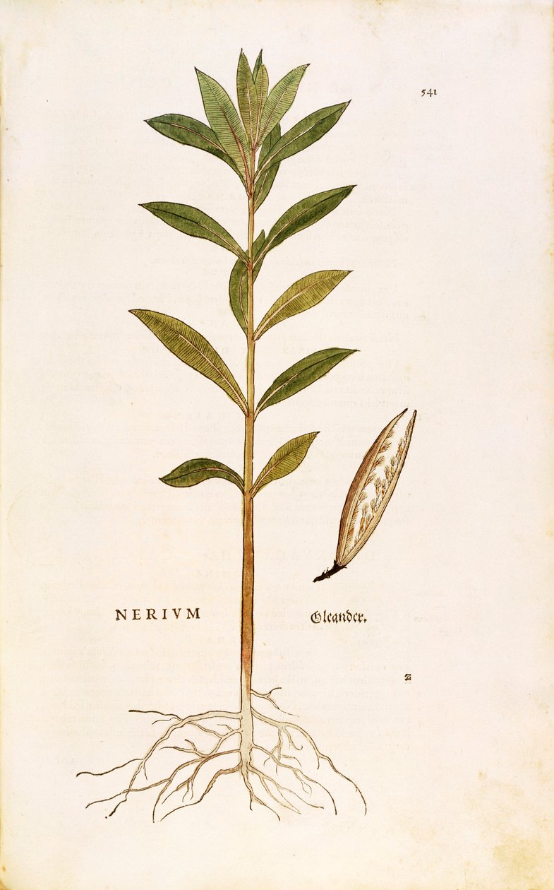 Oleander (Nerium oleander) av Leonhart Fuchs fra De historia stirpium commentarii insignes (Bemerkelsesverdige kommentarer om plantens historie), farget gravering av Leonhard Fuchs