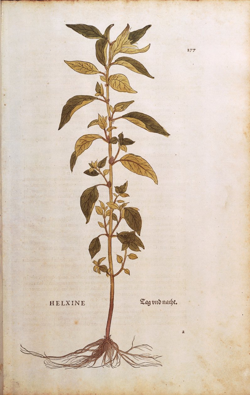 Pellitory-of-the-wall eller lichwort - Parietaria officinalis (Helxine) av Leonhart Fuchs fra De historia stirpium commentarii insignes (Bemerkelsesverdige kommentarer om plantens historie) farget gravering av Leonhard Fuchs