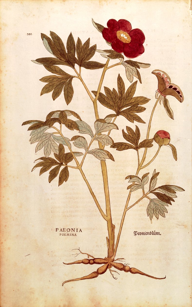 Peon - Paeonia officinalis (Paeonia foemina) av Leonhart Fuchs fra De historia stirpium commentarii insignes (Bemerkelsesverdige kommentarer om plantens historie), farget gravering av Leonhard Fuchs