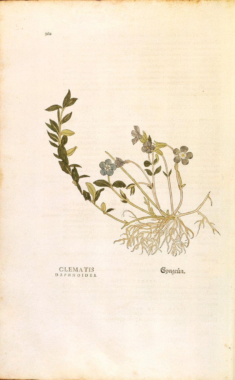 Periwinkle - Vinca minor (Clematis daphnoides) av Leonhart Fuchs fra De historia stirpium commentarii insignes (Bemerkelsesverdige kommentarer om plantens historie), farget gravering av Leonhard Fuchs