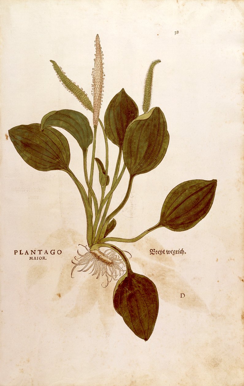 Groblad (Plantago major) av Leonhart Fuchs fra De historia stirpium commentarii insignes (Bemerkelsesverdige kommentarer om plantens historie) farget gravering av Leonhard Fuchs