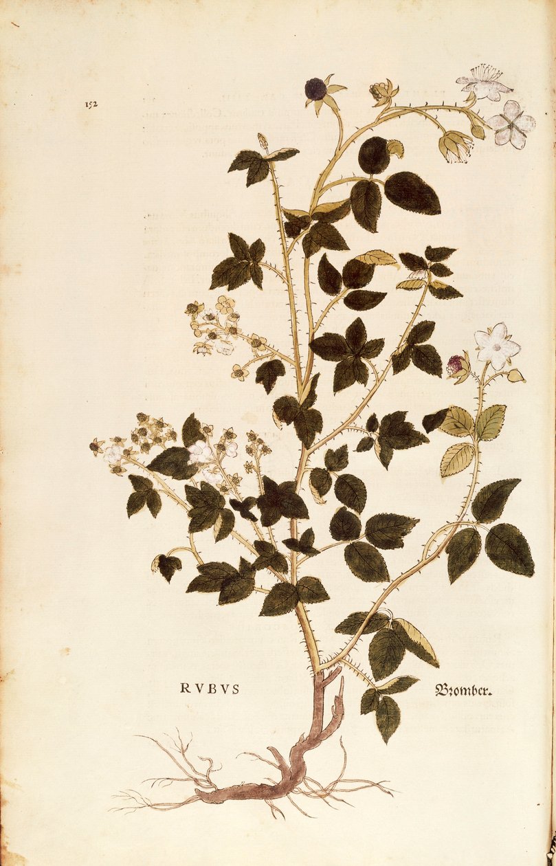Tallerken: Dewberry (Rubus) av Leonhart Fuchs fra De historia stirpium commentarii insignes (Notable Commentarars on the History of Plants), farget gravering av Leonhard Fuchs
