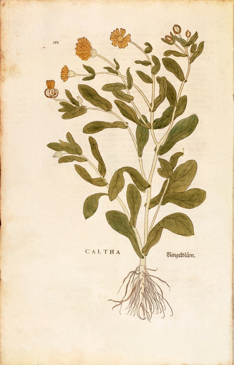 Pot ringblomst - Calendula officinalis (Caltha) av Leonhart Fuchs fra De historia stirpium commentarii insignes (Bemerkelsesverdige kommentarer om plantens historie) farget gravering av Leonhard Fuchs