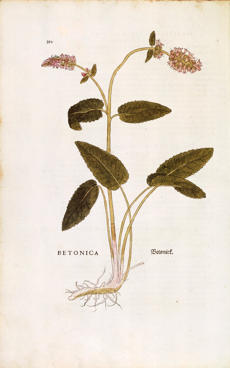 Lilla betony eller biskopsurt - Stachys officinalis (Betonica) av Leonhart Fuchs fra De historia stirpium commentarii insignes (Bemerkelsesverdige kommentarer om plantens historie) farget gravering av Leonhard Fuchs