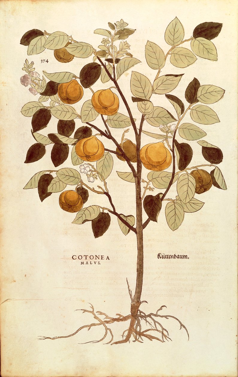 Quince - Cydonia oblonga (Cotonea malus) av Leonhart Fuchs fra De historia stirpium commentarii insignes (Notable Commentarars on the History of Plants), farget gravering av Leonhard Fuchs