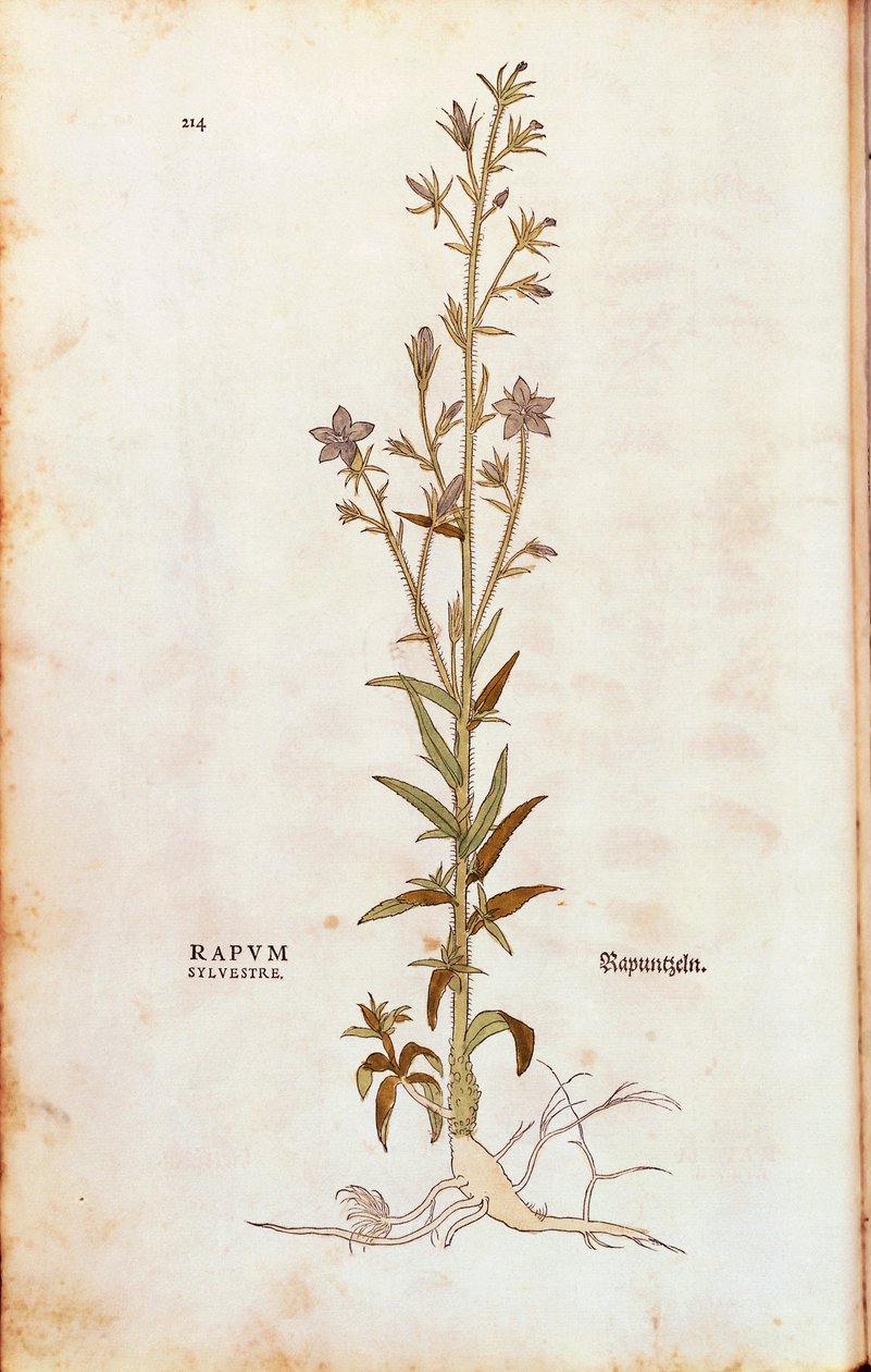 Rampion klokkeblomst - Campanula rapunculus (Rapum sylvestre) av Leonhart Fuchs fra De historia stirpium commentarii insignes (Bemerkelsesverdige kommentarer om plantens historie) fargegravering av Leonhard Fuchs