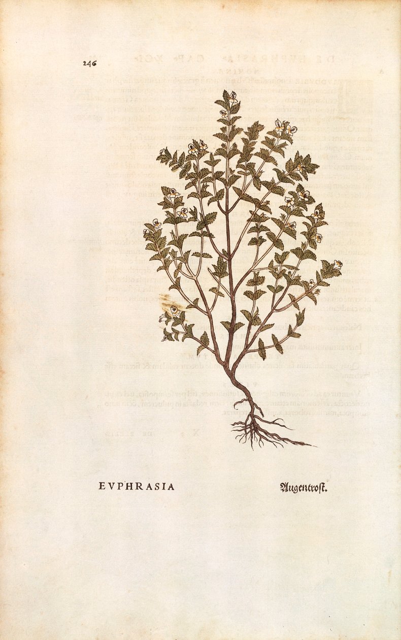 Red Eyebright (Euphrasia officinalis) av Leonhart Fuchs fra De historia stirpium commentarii insignes (Bemerkelsesverdige kommentarer om plantens historie) farget gravering av Leonhard Fuchs