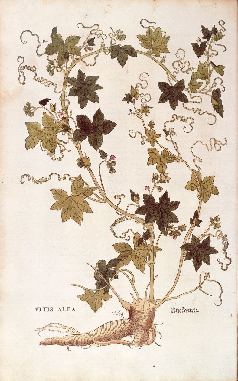 Rød bryony - Bryonia dioica (Vitis alba) av Leonhart Fuchs fra De historia stirpium commentarii insignes (Bemerkelsesverdige kommentarer om plantens historie), farget gravering av Leonhard Fuchs