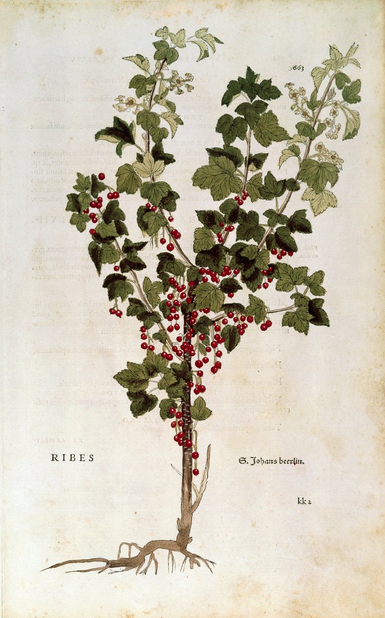  av Leonhard Fuchs