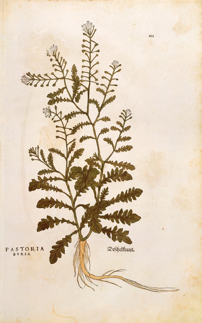 Hyrdepung - Capsella bursa-pastoris (Pastoria bursa) av Leonhart Fuchs fra De historia stirpium commentarii insignes (Bemerkelsesverdige kommentarer om plantens historie) fargegravering av Leonhard Fuchs