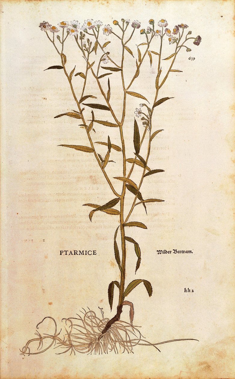 Sneezewort - Achillea ptarmica (Ptarmice) av Leonhart Fuchs fra De historia stirpium commentarii insignes (Bemerkelsesverdige kommentarer om plantens historie) farget gravering av Leonhard Fuchs