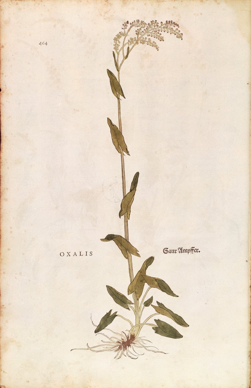 Sorrel eller spinat dock - Rumex acetosa (Oxalis) av Leonhart Fuchs fra De historia stirpium commentarii insignes (Bemerkelsesverdige kommentarer om plantens historie) farget gravering av Leonhard Fuchs