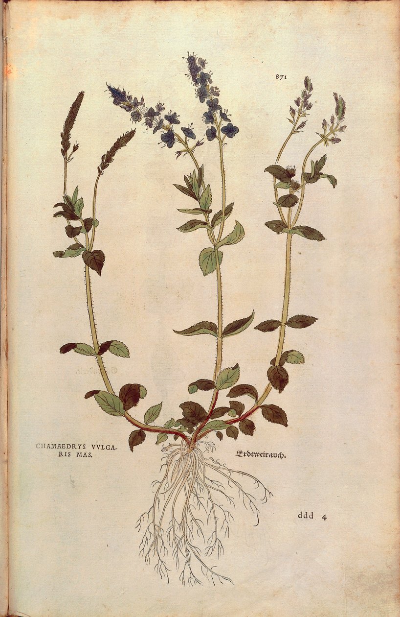 Speedwell - Veronica officinalis eller Compact blue speedwell - Veronica allionii (Chamaedrys vulgaris mas) av Leonhart Fuchs fra De historia stirpium commentarii insignes (Bemerkelsesverdige kommentarer om plantens historie) fargegravering av Leonhard Fuchs