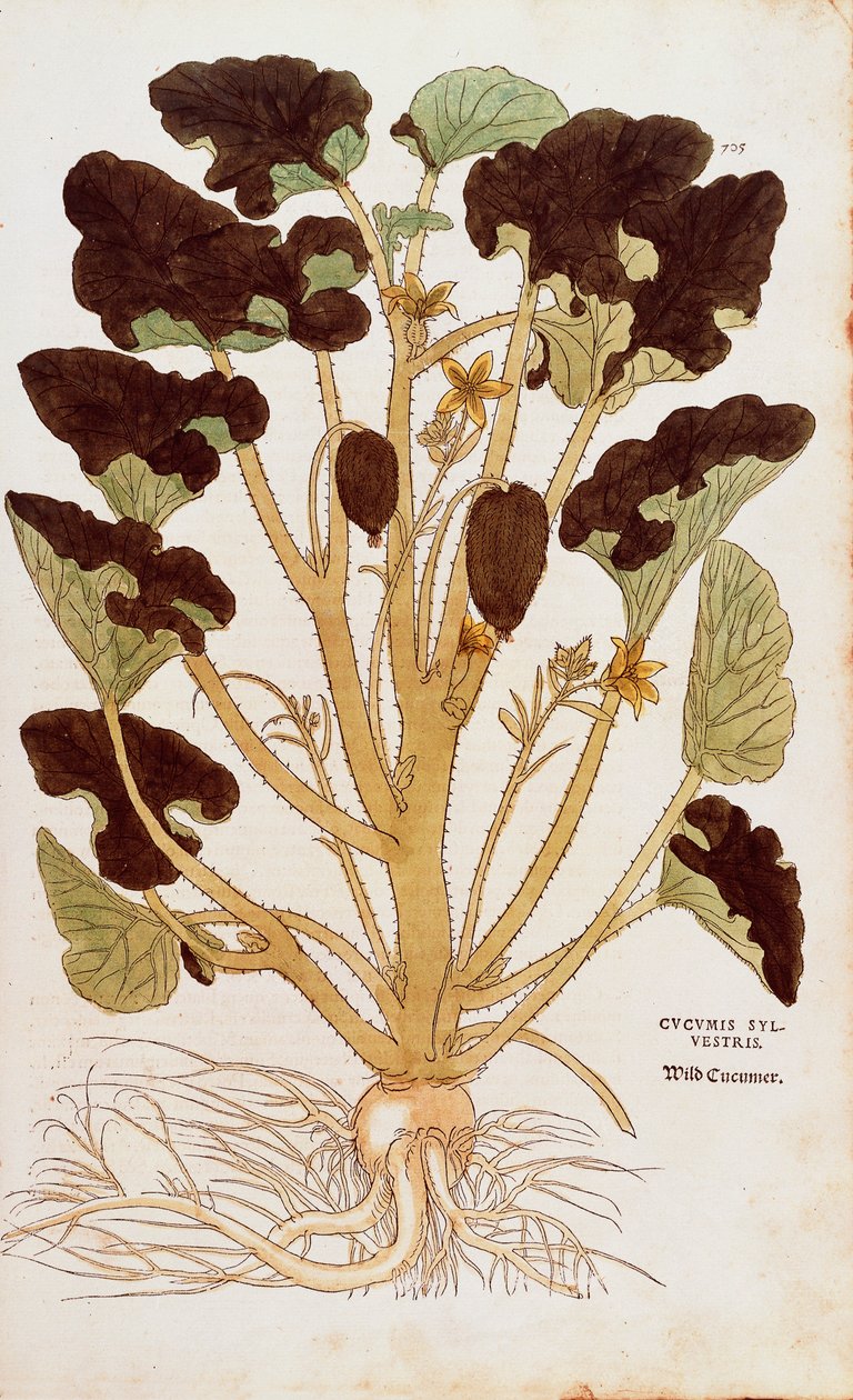 Sprutende agurk - Ecballium elaterium (Cucumis sylvestris) av Leonhart Fuchs fra De historia stirpium commentarii insignes (Bemerkelsesverdige kommentarer om plantens historie) farget gravering av Leonhard Fuchs