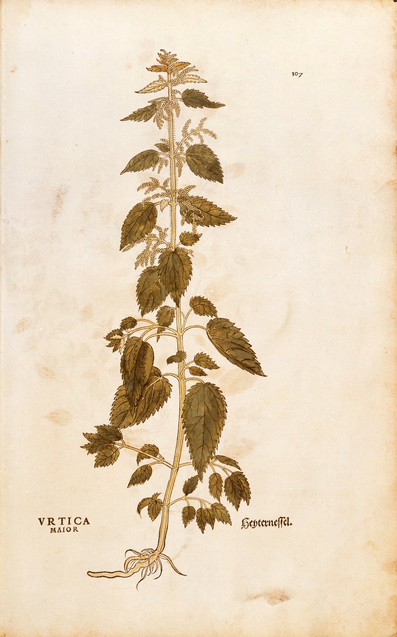 Brennesle - Urtica dioica (Urtica maior) av Leonhart Fuchs fra De historia stirpium commentarii insignes (Notable Commentarars on the History of Plants), farget gravering av Leonhard Fuchs