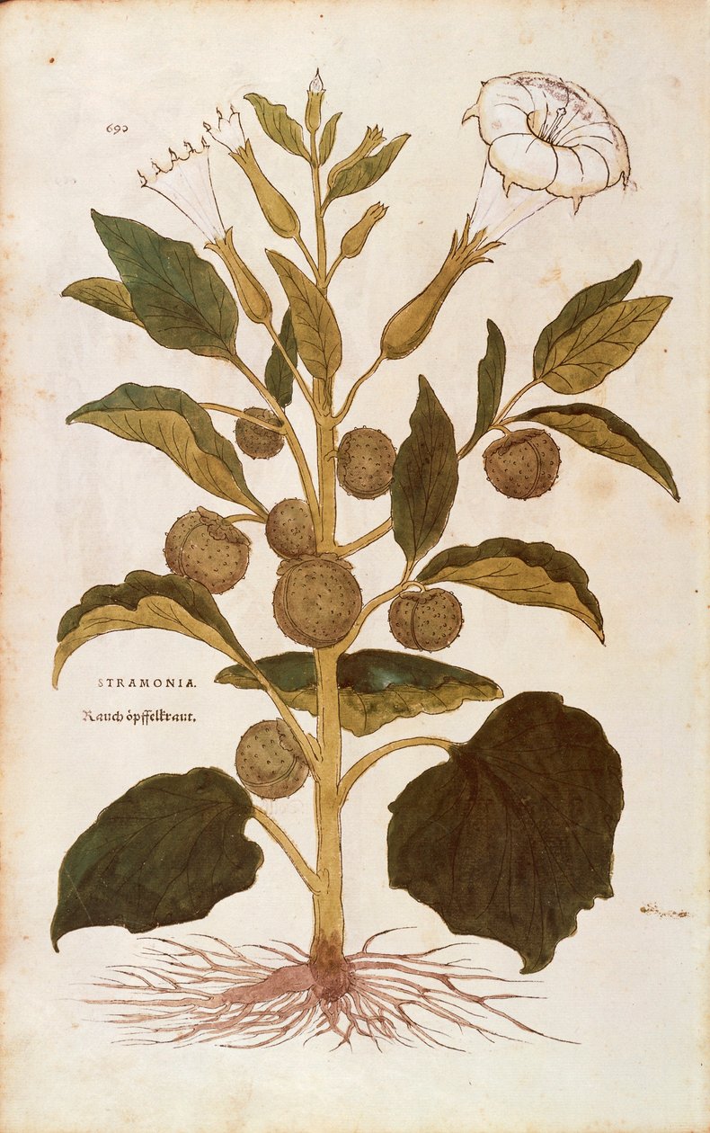 Thorn apple eller jimson weed - Datura stramonium (Stramonia) av Leonhart Fuchs fra De historia stirpium commentarii insignes (Bemerkelsesverdige kommentarer om plantens historie), farget gravering av Leonhard Fuchs