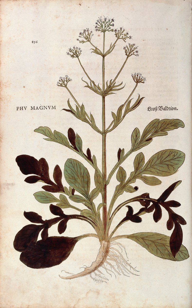 Valerian - Valeriana officinalis (Phu magnum) av Leonhart Fuchs fra De historia stirpium commentarii insignes (Bemerkelsesverdige kommentarer om plantens historie) fargegravering av Leonhard Fuchs