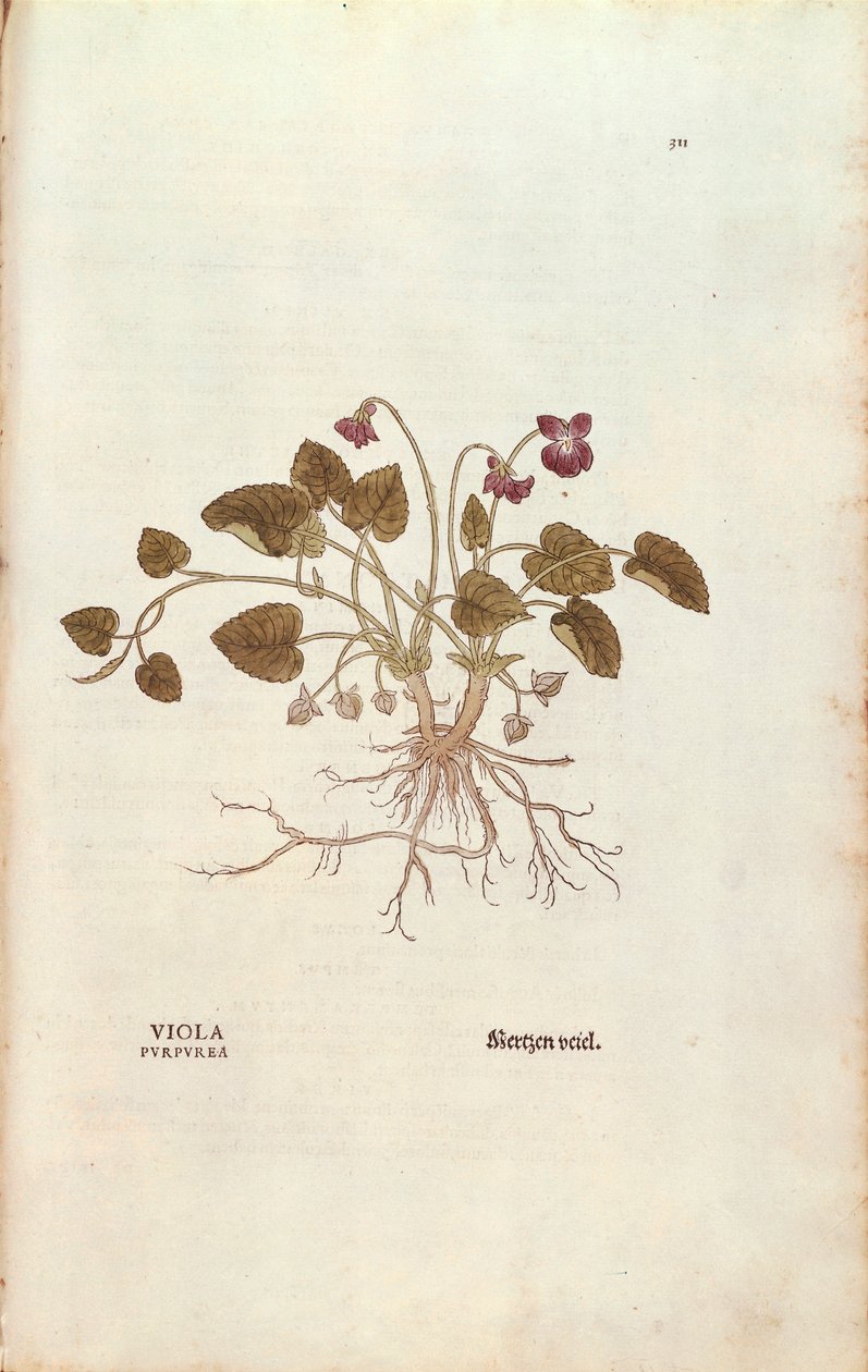 Fiolett (Viola odorata) av Leonhart Fuchs fra De historia stirpium commentarii insignes (Bemerkelsesverdige kommentarer om plantens historie), farget gravering av Leonhard Fuchs
