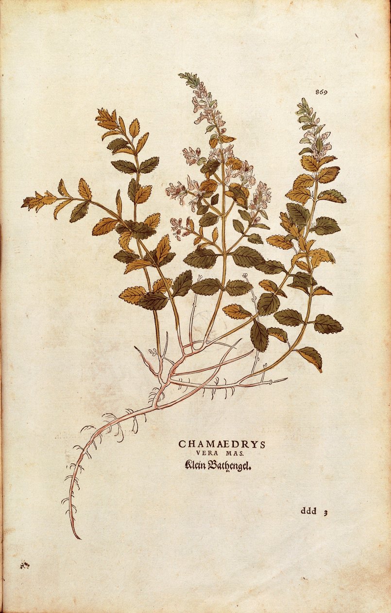 Wall Germander - Teucrium chamaedrys (Chamaedrys vera mas) av Leonhart Fuchs fra De historia stirpium commentarii insignes (Bemerkelsesverdige kommentarer om plantens historie) fargegravering av Leonhard Fuchs