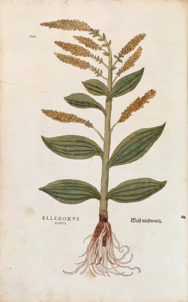 White Hellebore - Veratrum-album (Elleborus albus) av Leonhart Fuchs fra De historia stirpium commentarii insignes (Notable Commentarars on the History of Plants), farget gravering av Leonhard Fuchs