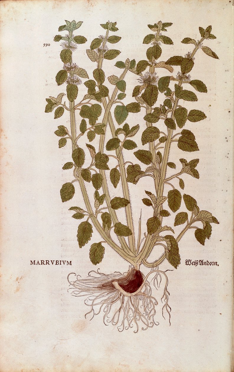 White Horehound (Marrubium vulgare) av Leonhart Fuchs fra De historia stirpium commentarii insignes (Bemerkelsesverdige kommentarer om plantens historie) farget gravering av Leonhard Fuchs