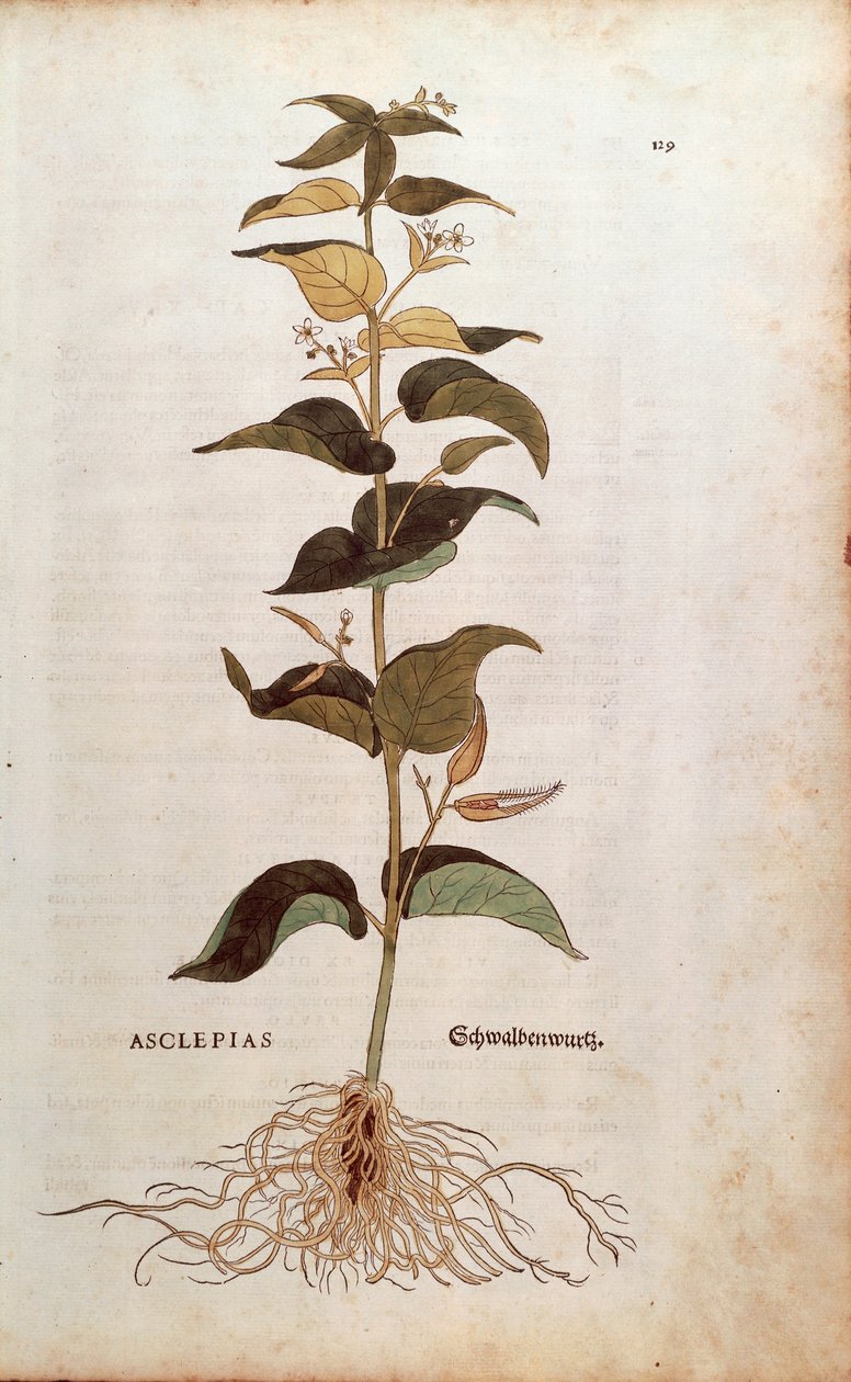 Hvit svalurt - Cynanchum vincetoxicum (Asclepias) av Leonhart Fuchs fra De historia stirpium commentarii insignes (Bemerkelsesverdige kommentarer om plantens historie) fargegravering av Leonhard Fuchs