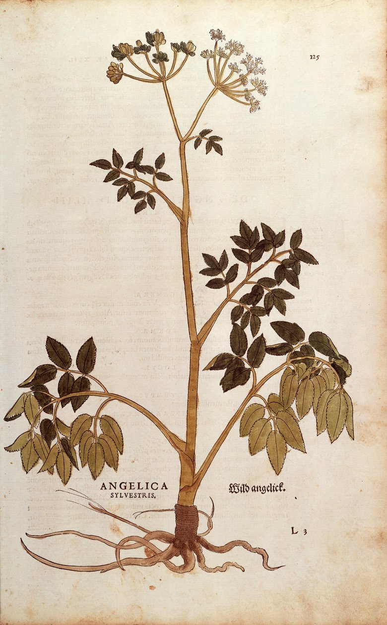 Wild Angelica (Angelica sylvestris) av Leonhart Fuchs fra De historia stirpium commentarii insignes (Bemerkelsesverdige kommentarer om plantens historie) farget gravering av Leonhard Fuchs