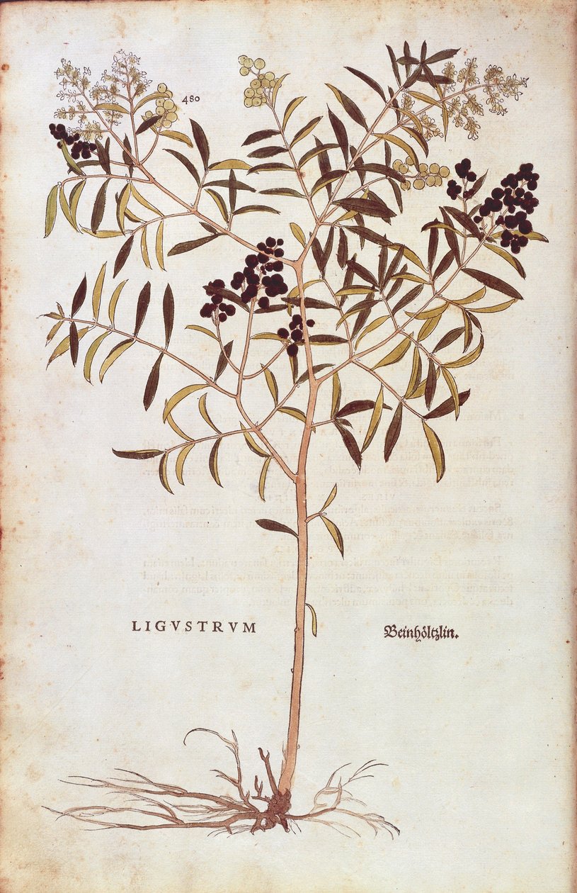 Wild Privet (Ligustrum vulgare) av Leonhart Fuchs fra De historia stirpium commentarii insignes (Bemerkelsesverdige kommentarer om plantens historie) farget gravering av Leonhard Fuchs