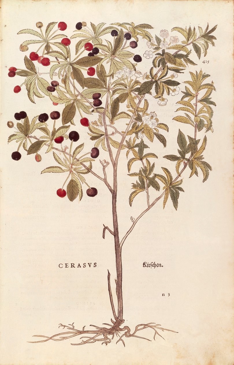 Villkirsebær - Prunus avium (Cerasus) av Leonhart Fuchs fra De historia stirpium commentarii insignes (Bemerkelsesverdige kommentarer om plantens historie) farget gravering av Leonhard Fuchs